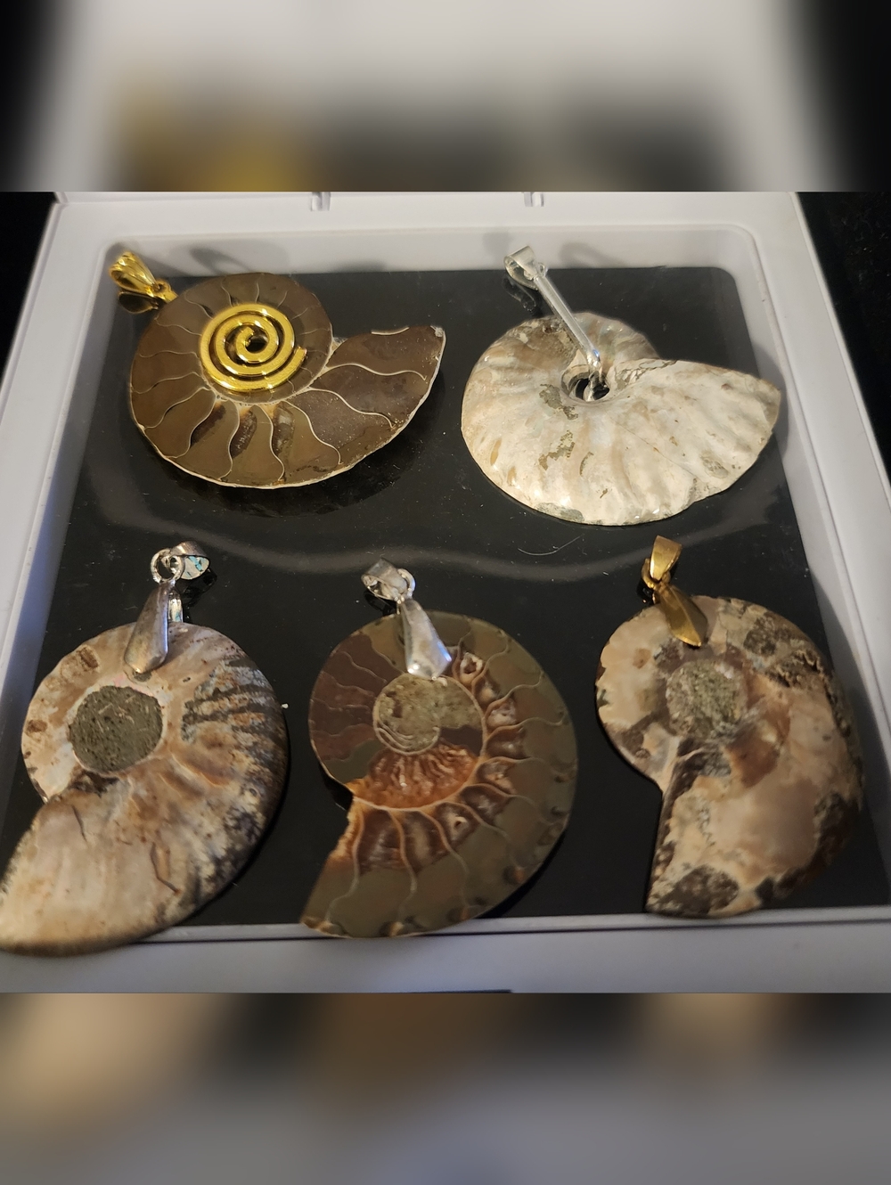 Natural Ammonite Shell Pendant - Brown and Cream